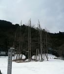 awasumisakura_p3.jpg