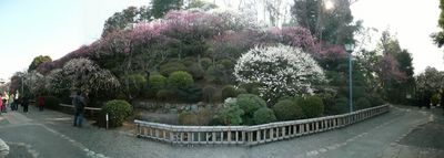 ikegamibaien_p10.jpg