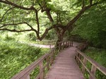 jigokudani1.jpg