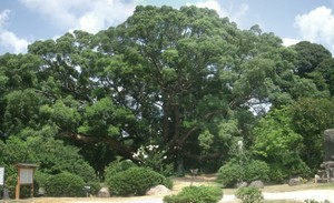 kawadana_kusunomori_p2.jpg