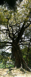 matuonoooakou_p2.jpg