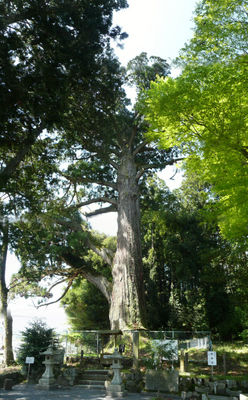 ootamasugi_yamakuti_p3.jpg