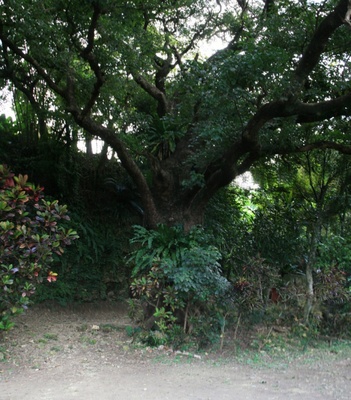 syurikanesirotyounoooakagi_p1.jpg