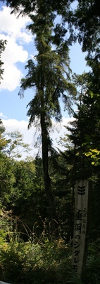 taruboranosidaremomi_p1.jpg