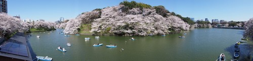 tidorigabuti_p10.jpg